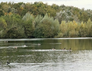 Eenden aan het zwemmen in het water
