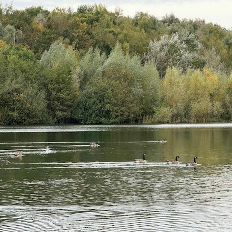 Eenden aan het zwemmen in het water