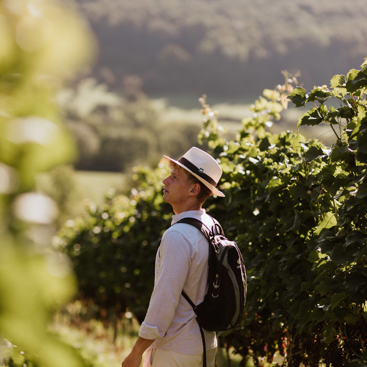Een wandelaar met een Frans hoedje wandelt door de wijnranken in Slenaken