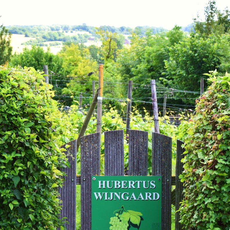 Het toegangshekje van de Hubertus Wijngaard met op de achtergrond de wijngaarden