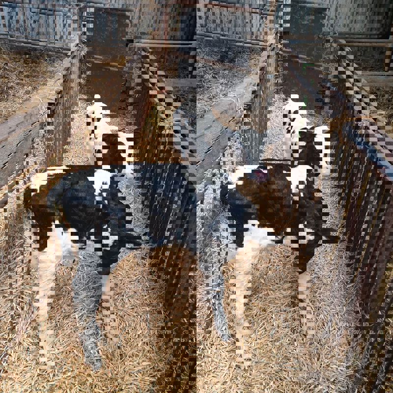 2 jonge kalfjes in de stal