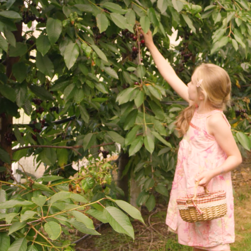 Meisje met rietenmandje plukt kers uit boom