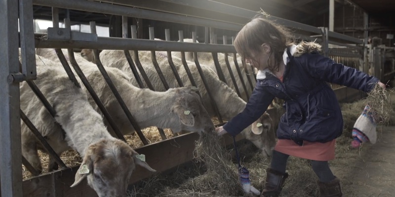 Meisje geeft schapen hooi