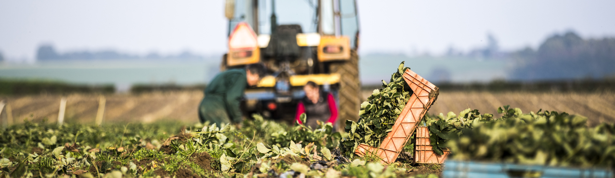 Boer is aan het werk in een oogstveld met zijn tractor