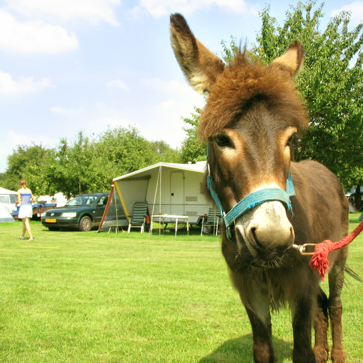 Close-up van een aangelijnde ezel met daarachter een caravan. 