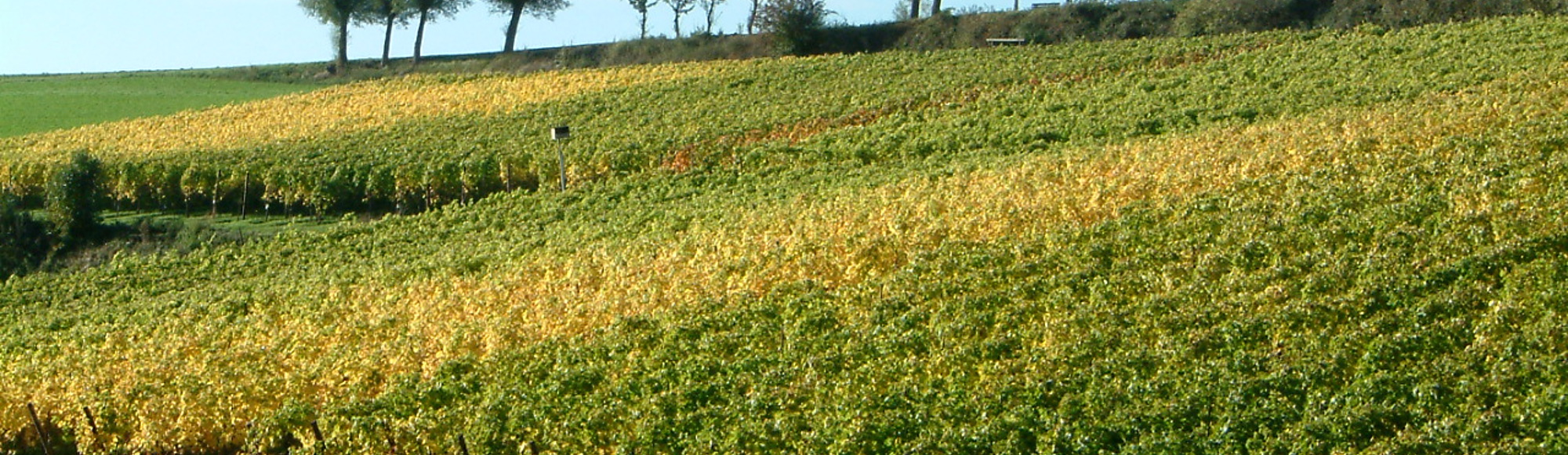 Herfstige wijngaard met gele wijnbladeren in het Land van Kalk