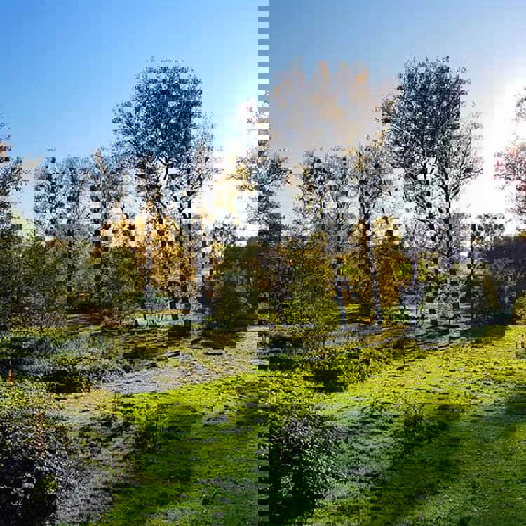 Een sfeerbeeld van het geuldal, met gras, groen en bomen.