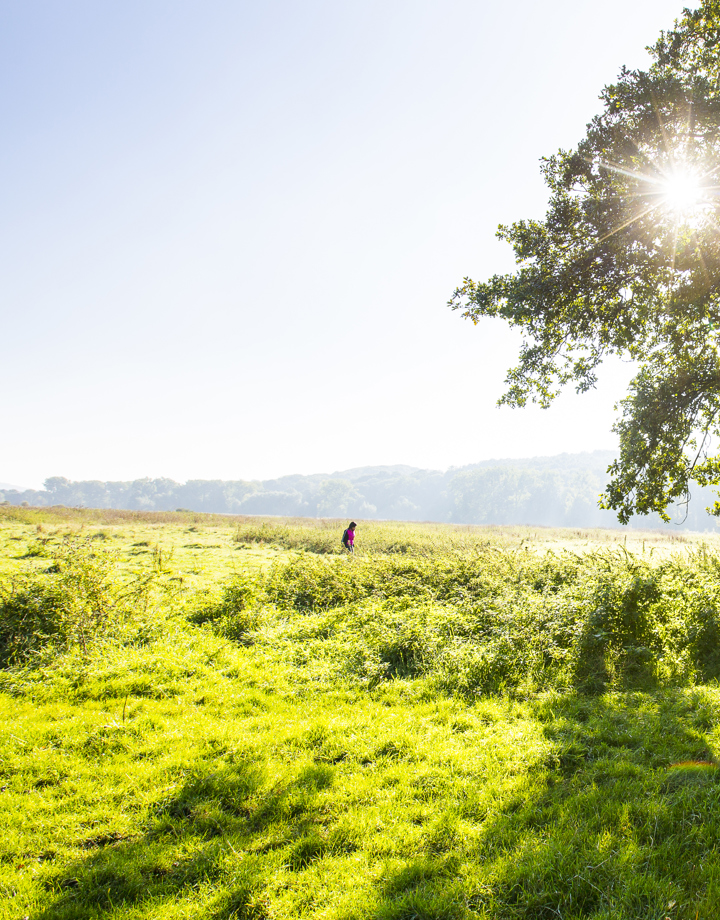Felle zon schijnt door een boom staande in een grasveld waar een wandelaar passeert in het Ingendael