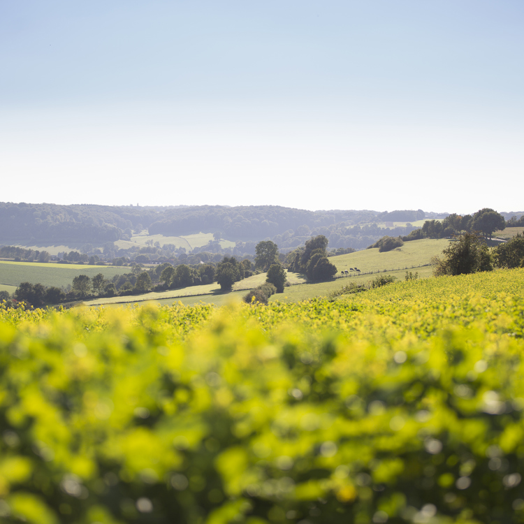 Glooiend heuvellandschap met op de voorgrond koolzaadbloemen