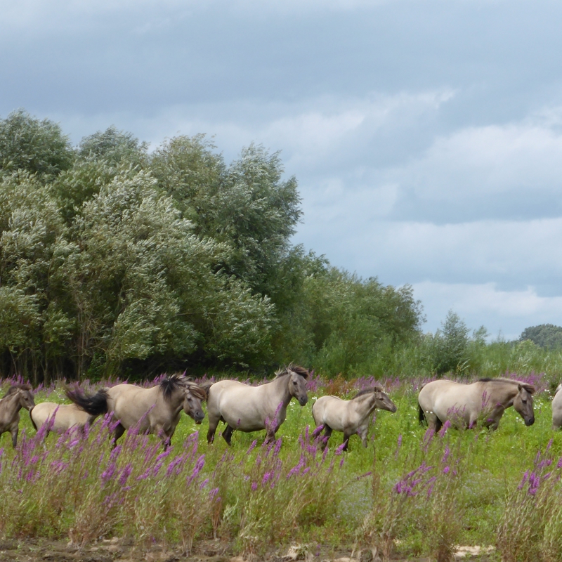 Groep Koninckspaarden langs de Maas