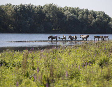 Groep Koninckspaarden langs de Maas