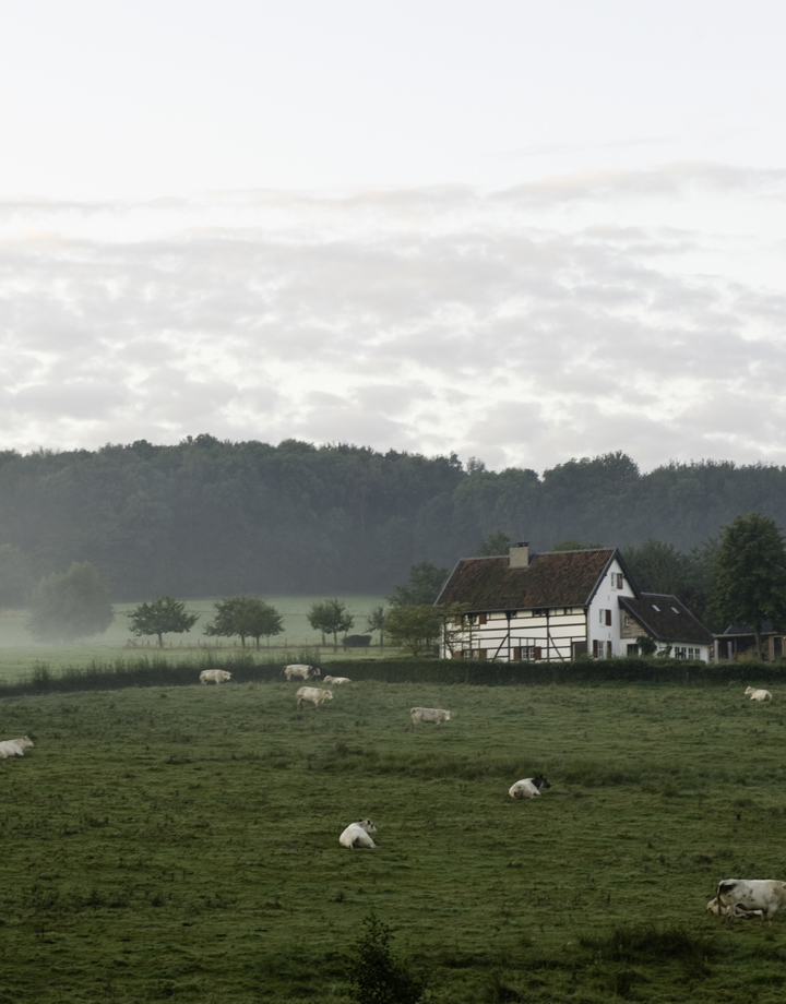Vakwerkhuis in mistig landschap met schapen in de weide