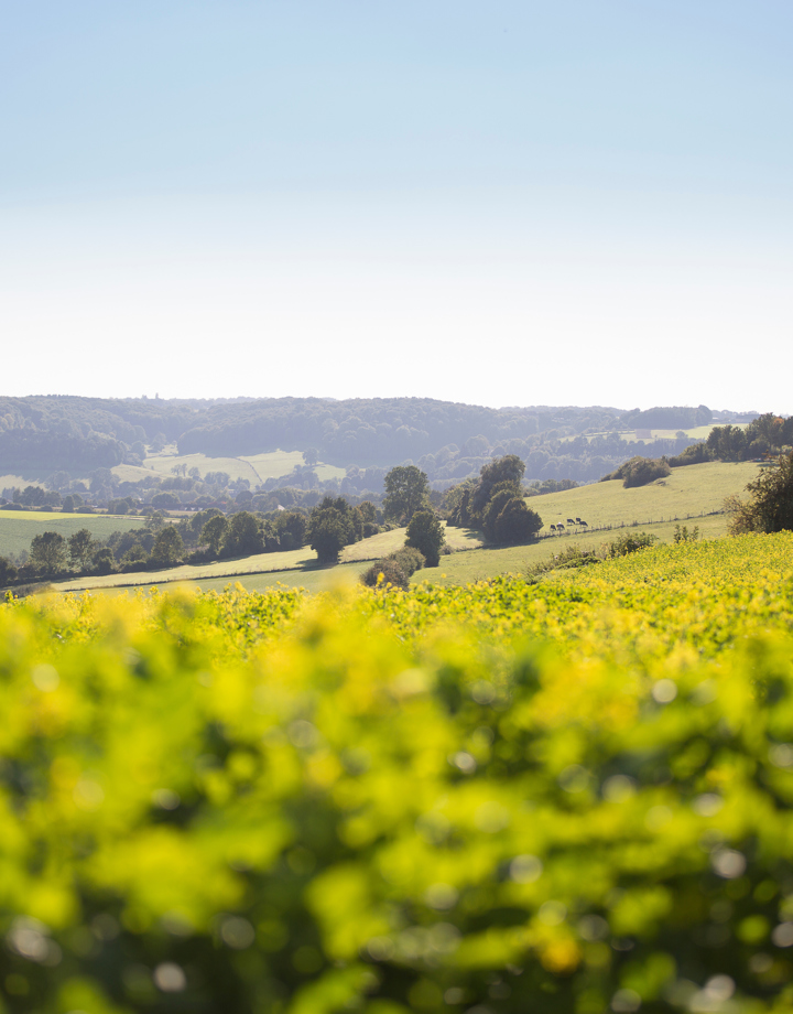 Zonovergoten heuvellandschap met heuvels en bloemen