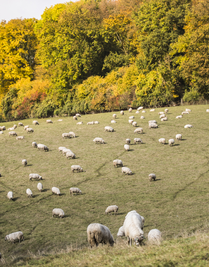 Herfstopname van schapen in weide met achterliggend bos