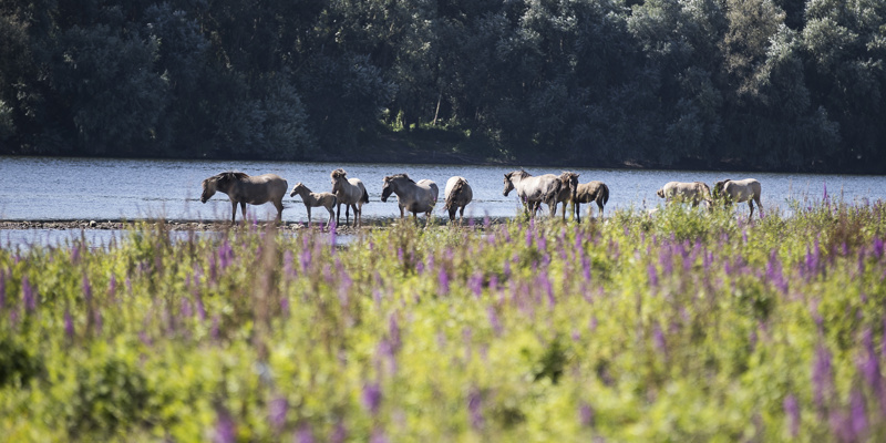 tien paarden met hun hoefjes in de Maas in het Rivierenpark Maasvallei