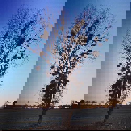 Maretak in landschap met aan de horizon de ondergaande zon