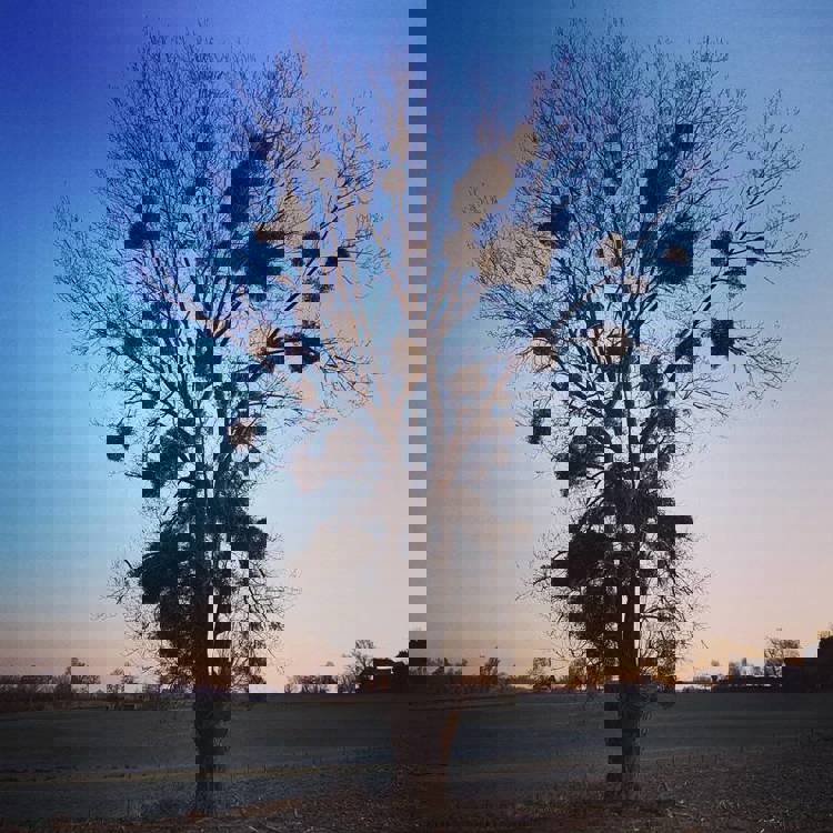 Maretak in landschap met aan de horizon de ondergaande zon