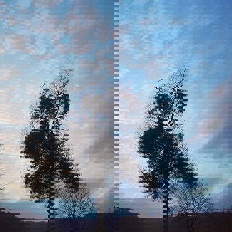 Maretak in landschap met gedeeltelijk bewolkte blauwe hemel