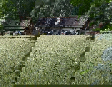 Graanakkers achter Nonke Buusjke