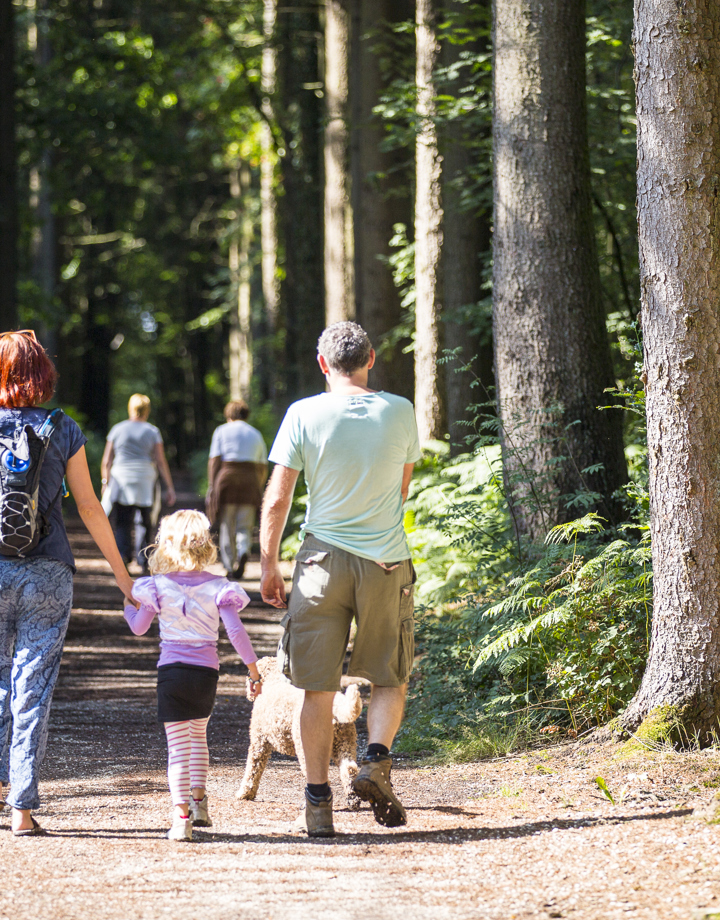 Een gezin met meisje en hond gaat aan de wandel in het bos op de Brunssummerheide