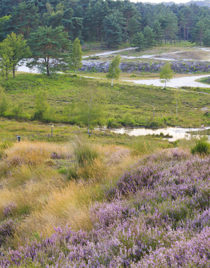 Een vergezicht over de Brunssummerheide