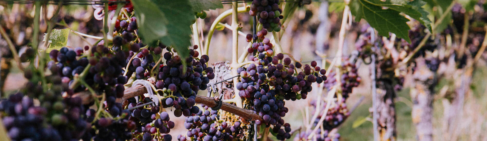 Rode wijndruiven aan de wijnranken van Wijndomein St. Martinus