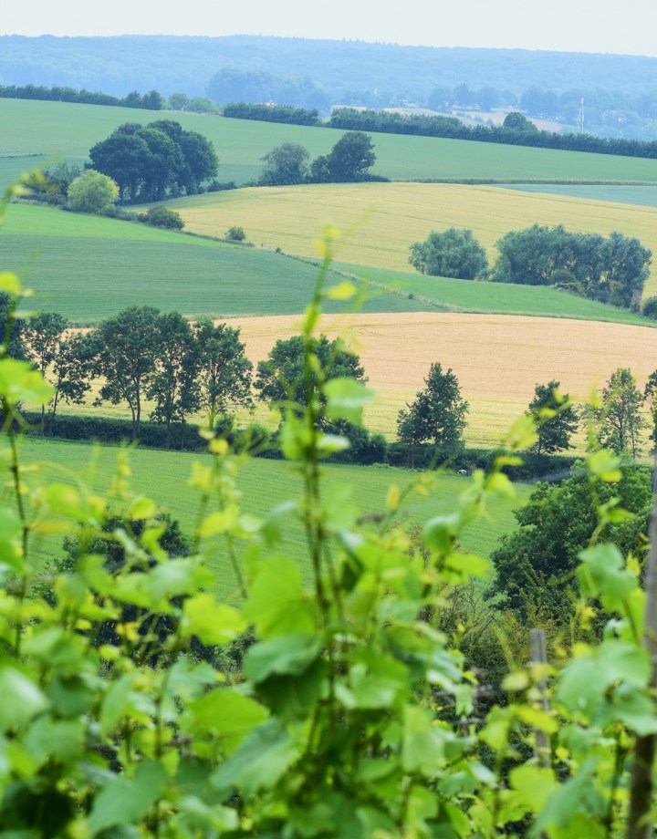 De toppen van de groene wijnranken met een uitzicht over de heuvels