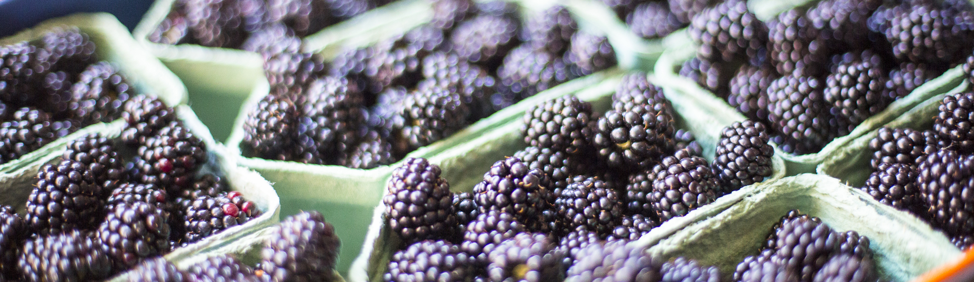 Geplukte Bramen In Doosjes Bij Fruitboerderij In Bemelen