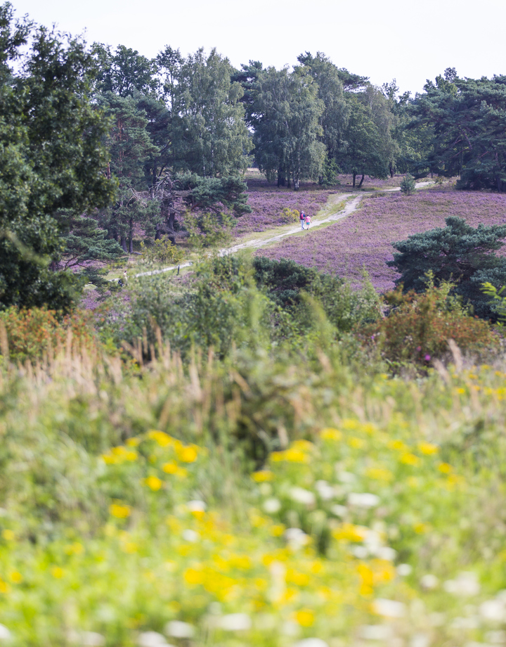 Een natuurgebied met paarse heide en een biodiversiteit aan bloemen op de voorgrond