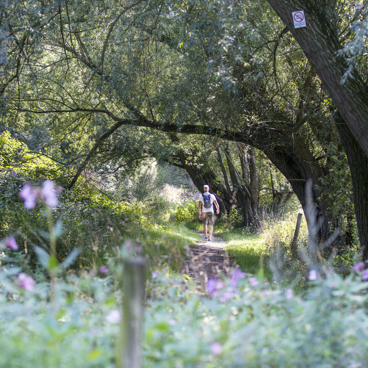 Man wandelt door het bos