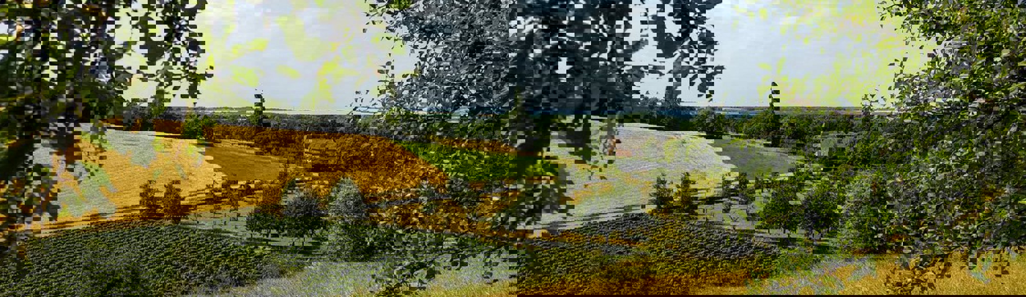 Doorkijkje over de wijngaarden van Landgoed Overst in Voerendaal