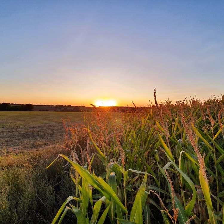 Maïsveld Met ondergaande Zon In Vlengendaal
