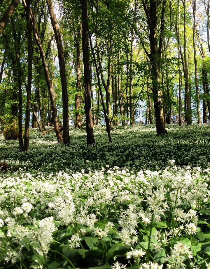 Wilde daslook groeit tussen de bomen in het Savelsbos