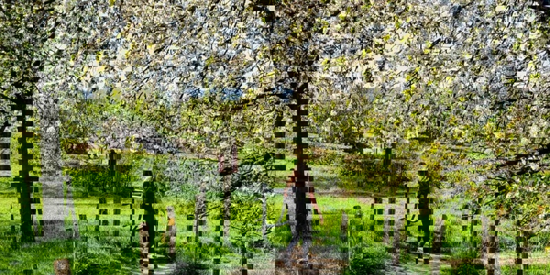 Vrouw wandelt onder de bloesembomen door