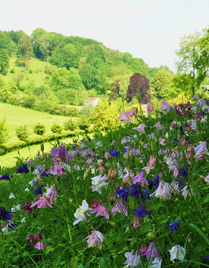 Orchideeën die groeien op de heuvels in het Gerendal