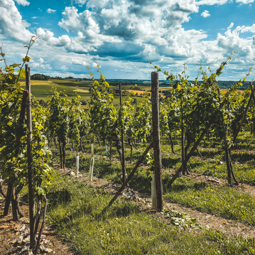 De wijnranken van Wijngoed Fromberg tijdens een zomerse namiddag