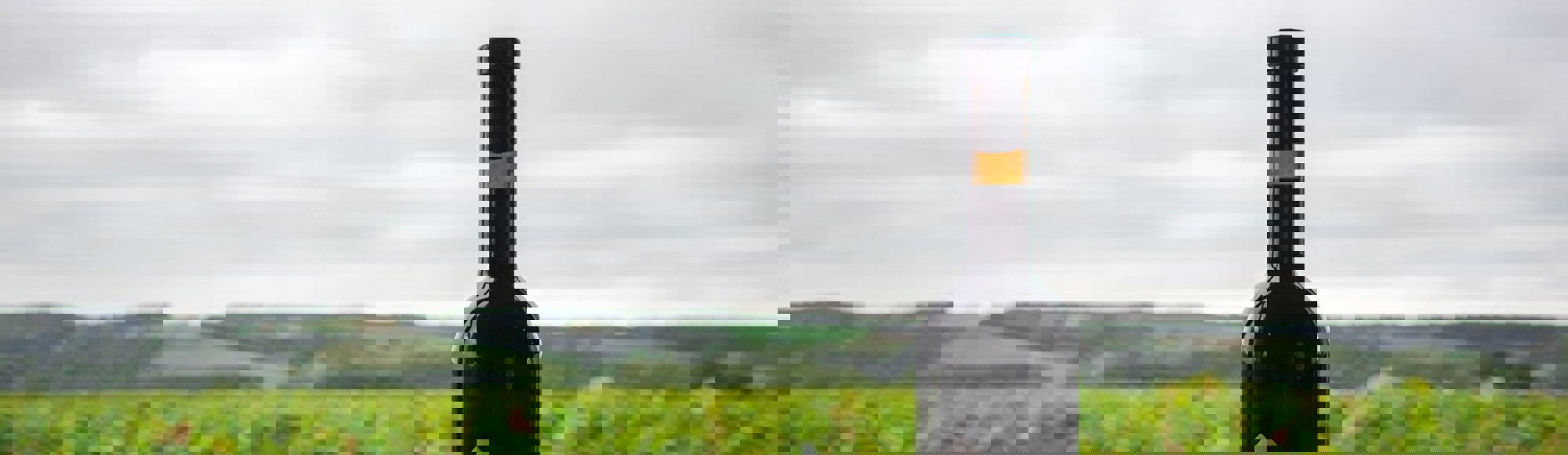 Een fles wijn van Wijndomein St. Martinus met uitzicht op de wijngaard van locatie Langeberg. 