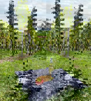 Een picknickdekentje met wijn, fruit en broodjes tussen de wijngaard met uitzicht op de heuvels