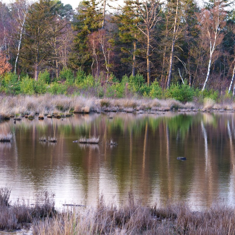 Herfstbomen achter het water bij de Brunssummerheide