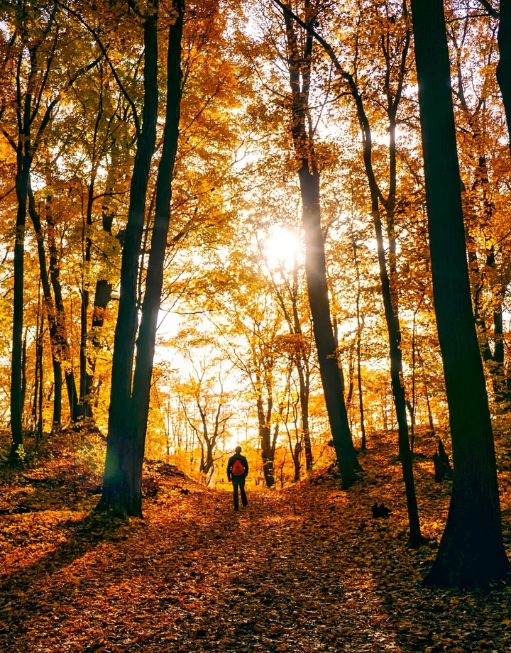 Een wandelaar in het bos met de zon die door door de prachtige herfstbomen schijnt 