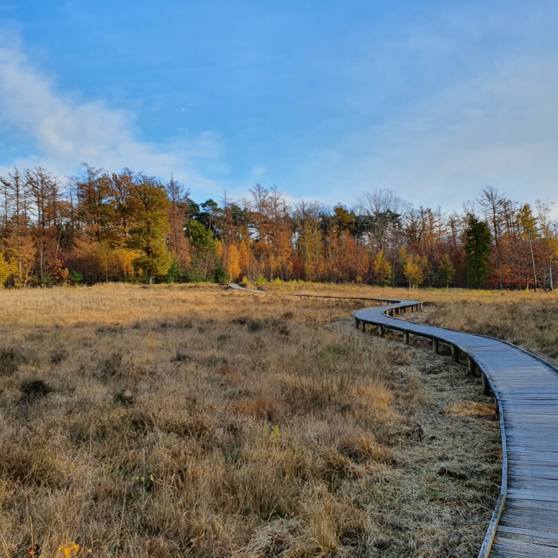Wandelvlonder in het Schutterspark tijdens de herfst