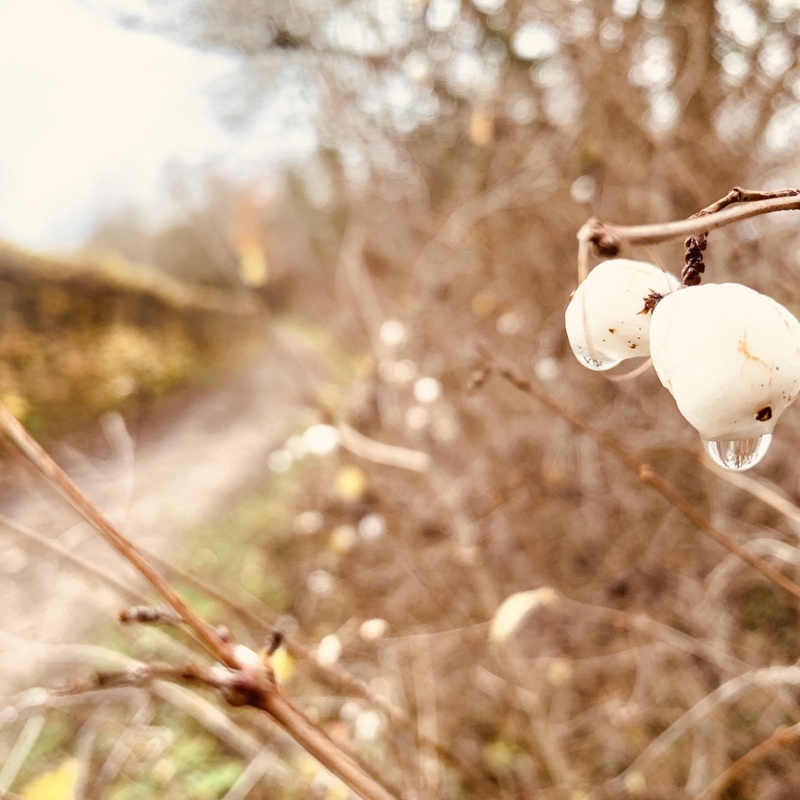 Kleine witte besjes hangen aan een struik met waterdruppels eronder