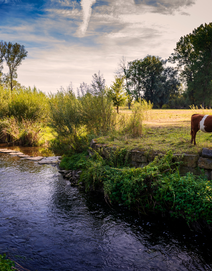 Een koe staat te grazen naast de stromende Geleenbeek
