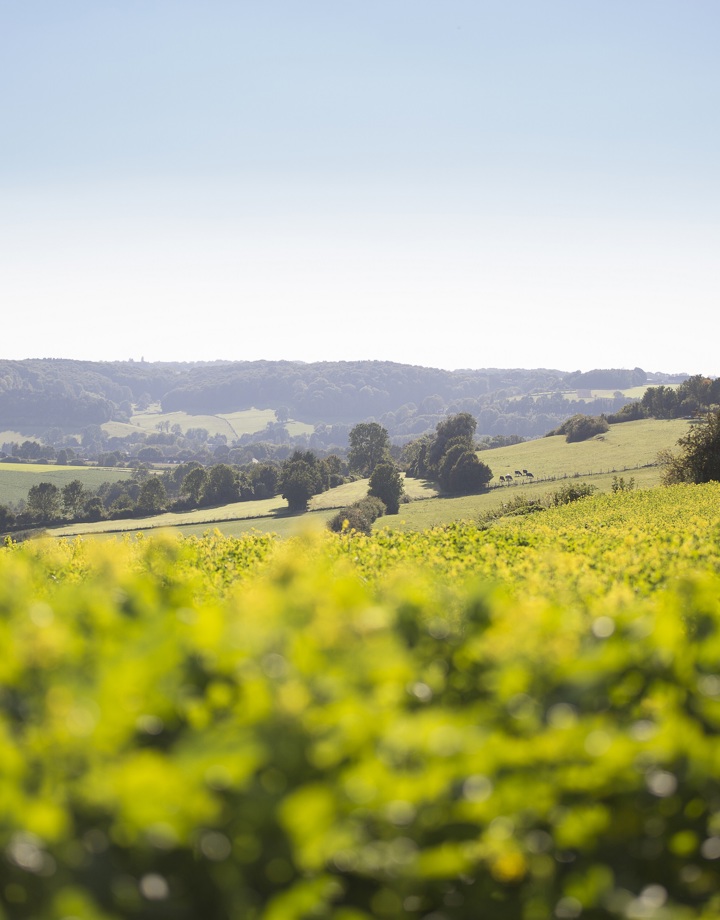 Prachtig mooi vergezicht over bloemenvelden en heuvels bij Elkenrade