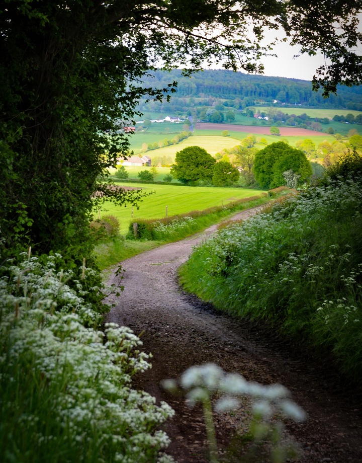 Een mooi doorkijkje met bloemen op het limburgs landschap