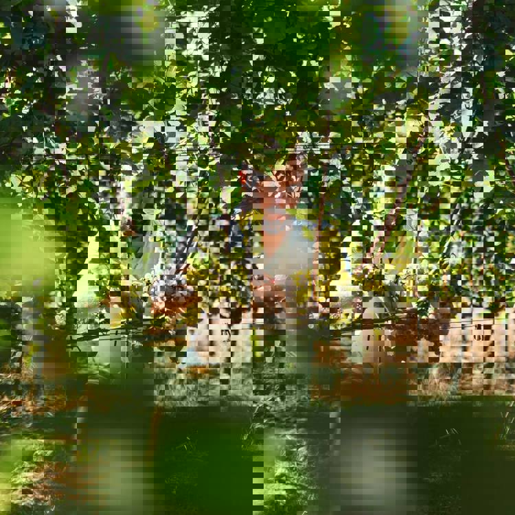 Een man knipt de groene druiven bij Wijngaard Raarberg in Meerssen