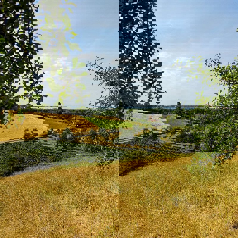 doorkijkje tussen de bomen met wijngaarden en weilanden op de achtergrond. 