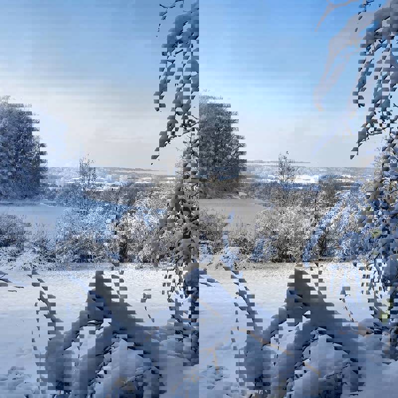 Een winters bos en heuvellandschap bij Vaals