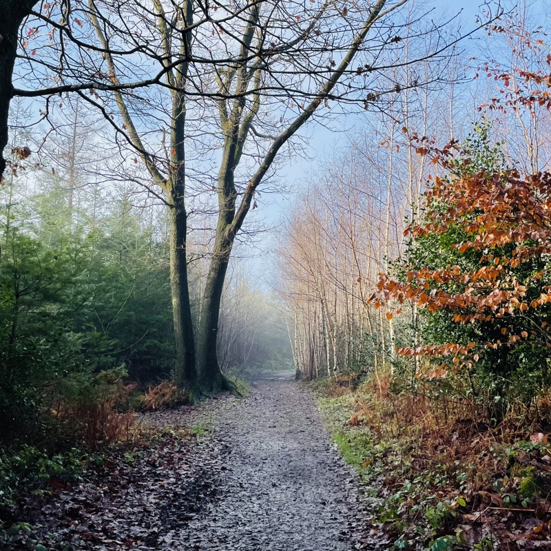 Bos met kale takken Bij Het Drielandenpunt in de winter