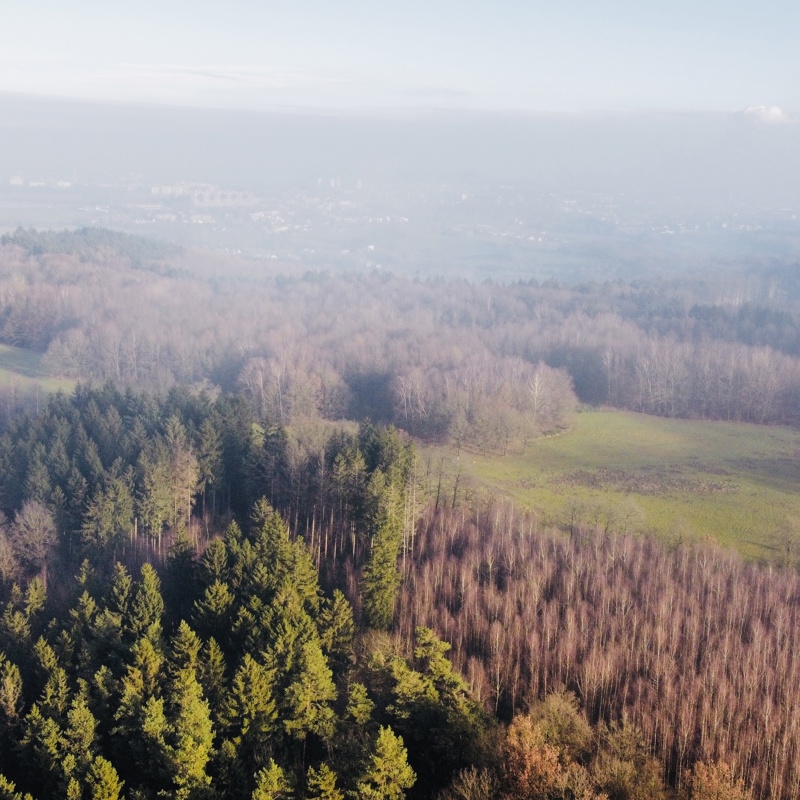 Bossen Bij Het Drielandenpunt Vanuit De Lucht